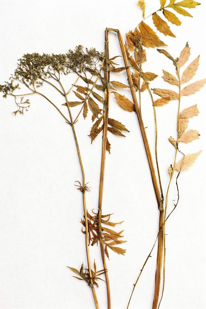 valeriana-lekarska-1149098