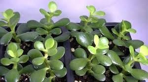 tucnolit-300x168-9315083