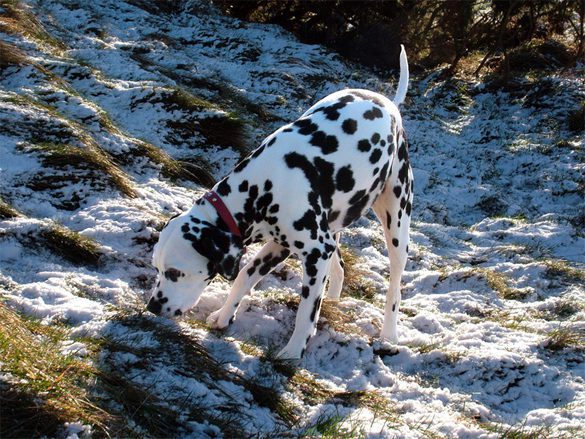 dalmatian-in-the-snow-1527776-4610610