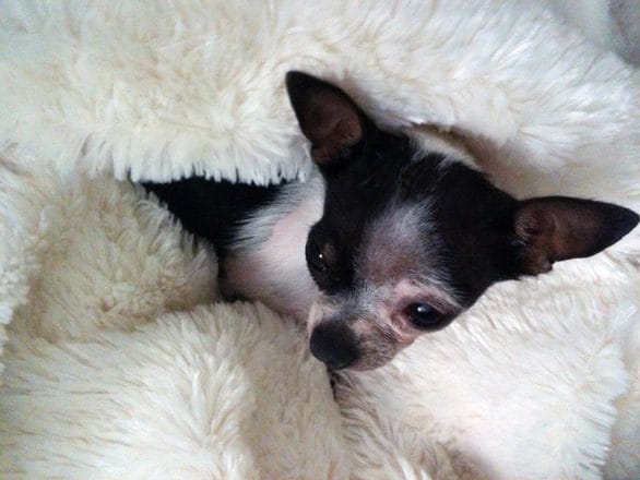 teacup-chihuahua-1244067-5382805