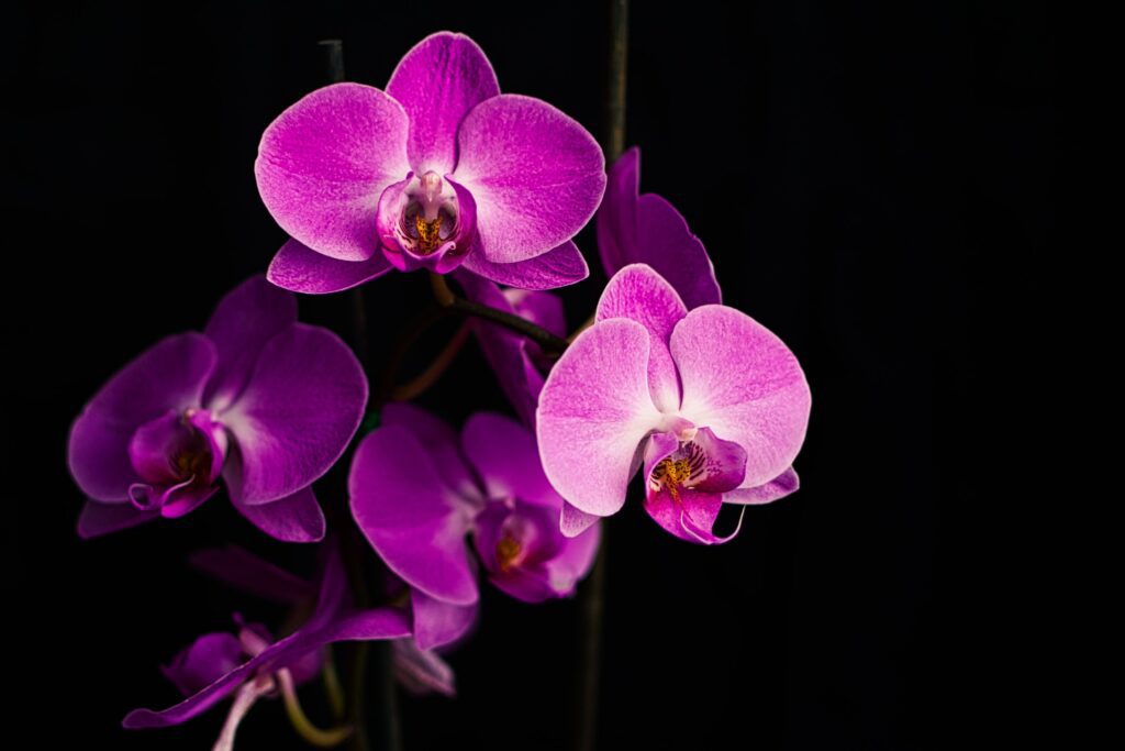 orchidea