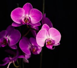 orchidea